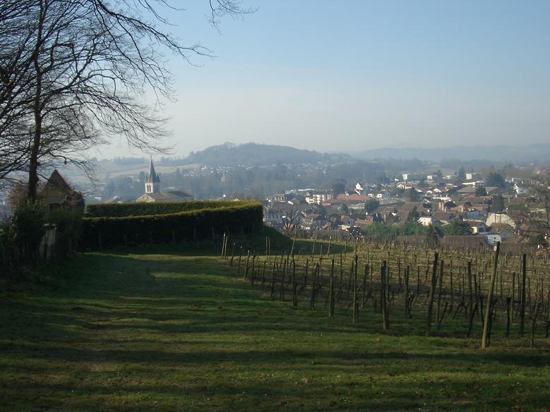 Town from municipal
            vineyard